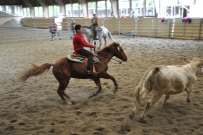 Rindertraining_2015