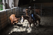 Rindertraining_2015