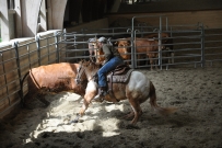 Rindertraining_2015