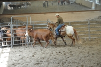 Rindertraining_2015