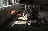 Rindertraining_2015
