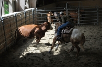 Rindertraining_2015
