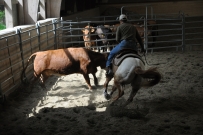 Rindertraining_2015
