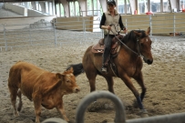 Rindertraining_2015
