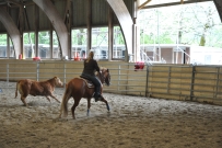 Rindertraining_2015