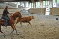Rindertraining_2015