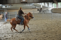 Rindertraining_2015