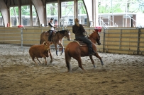 Rindertraining_2015