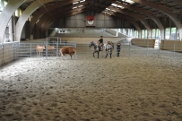 Rindertraining_2015
