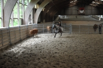 Rindertraining_2015