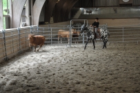 Rindertraining_2015