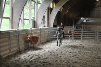 Rindertraining_2015
