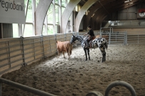 Rindertraining_2015