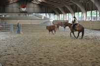 Rindertraining_2015