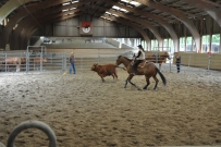 Rindertraining_2015