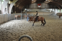Rindertraining_2015