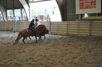 Rindertraining_2015