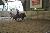 Rindertraining_2015