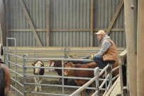 Rindertraining_2015